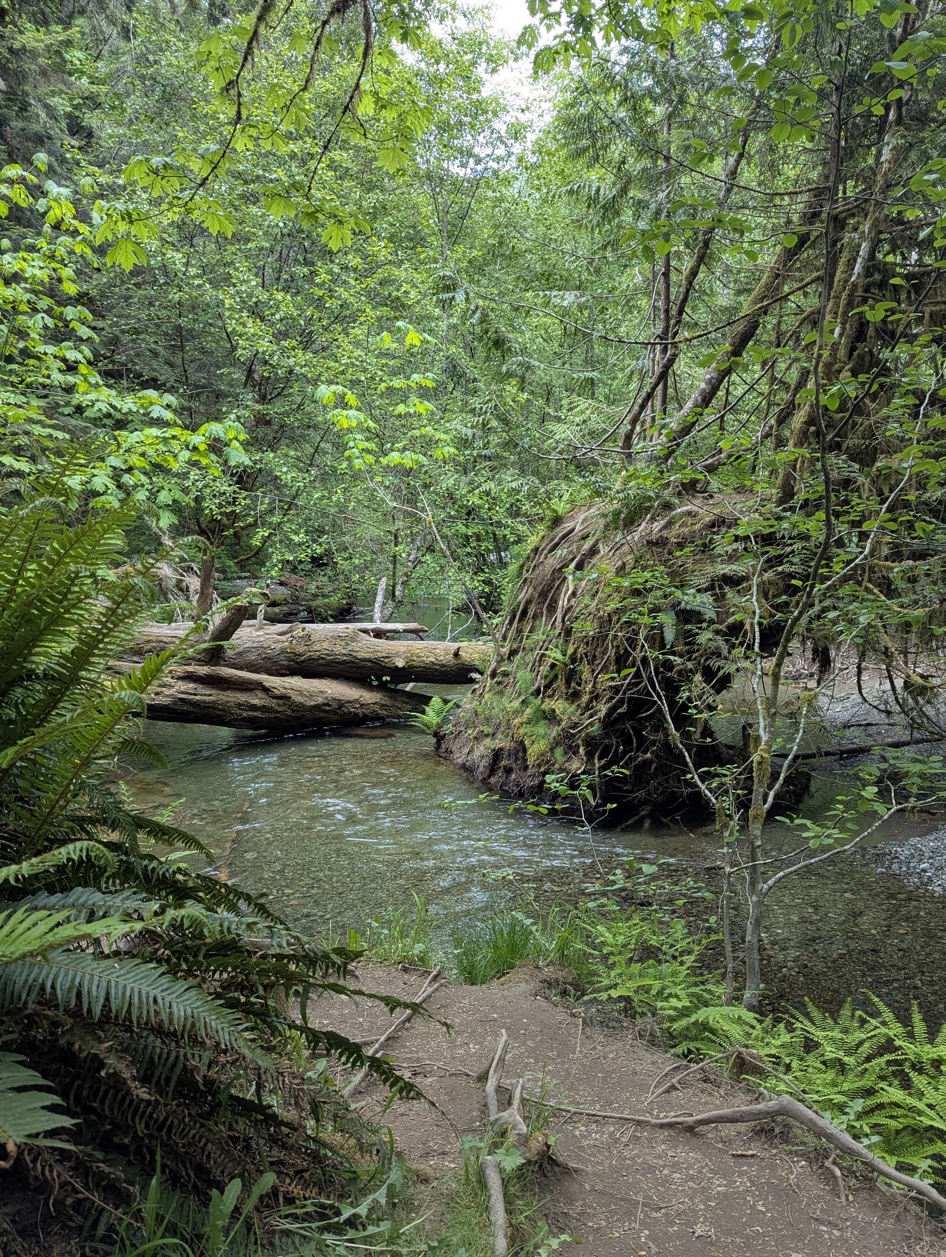 Birthday Trip to Canada, Cathedral Grove, Vancouver Island